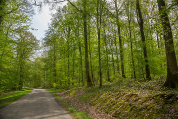 Fototapeta na wymiar Narrow peaceful road through a forest in Normandy, France