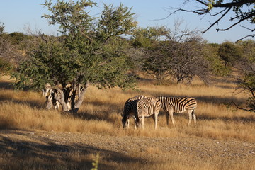 Fototapeta na wymiar namibie