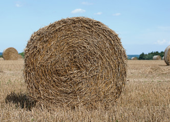 Stroh, Rundballen aus Weizenstroh