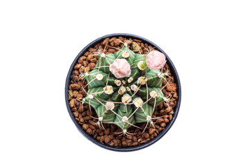 Top view cactus isolated on white background.