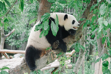 Obraz premium panda