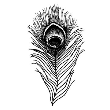 Peacock feather sketch. Hand drawn vector illustration.