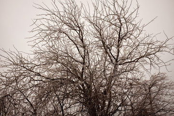 Fototapeta na wymiar Bare leafless branches of a deciduous tree