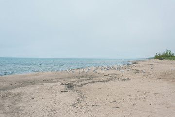 Obraz premium A lot of seagulls on the beach of Lake Michigan. Space for text