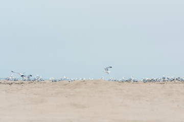 A lot of  seagulls on the beach of Lake Michigan. Space for text