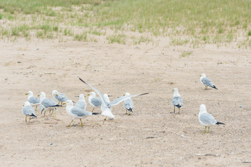 A lot of  seagulls on the beach of Lake Michigan. Space for text