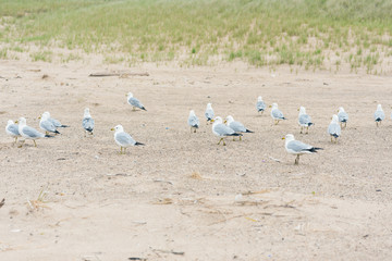 A lot of  seagulls on the beach of Lake Michigan. Space for text