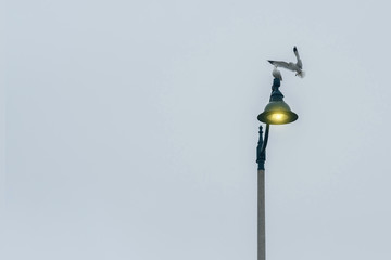 Alone gull on a illumination lantern