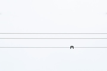 birds on a wire or electric line. Family Concept