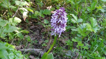 Hyacinth - genus of plants of the family Asparagus.