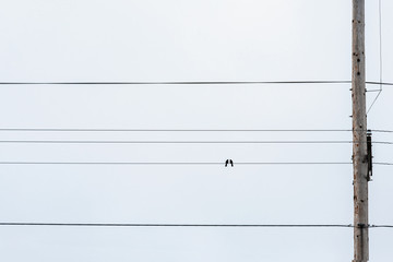 silhouette bird on a wire or electric line. Atmospheric photography. Concept