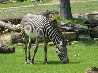 Fototapeta na wymiar Zebra beim grasen