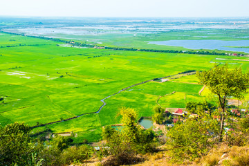 Beatiful green rice fields near Phnom Krom Village, Siem Reap, Cambodia