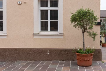 Cercles muraux Olivier Olivier et feuille de branche sur façade de maison