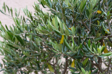 olive tree and branch leaf on house facade © rudolfgeiger