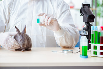 Vet doctor checking up rabbit in his clinic