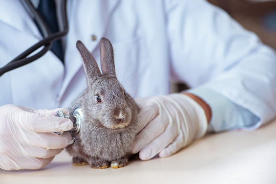 Vet doctor checking up rabbit in his clinic - Powered by Adobe