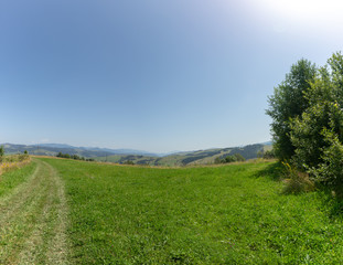 A dirt road through a green meadow.