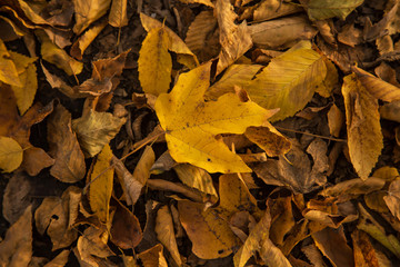 The leaf
