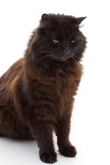 Chat