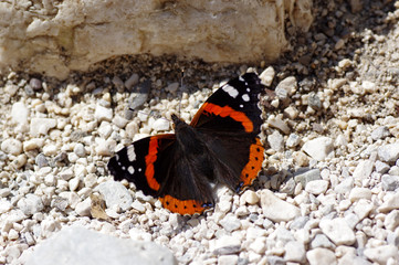papillon amiral, 