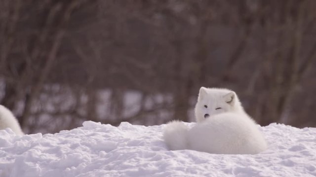 Arctic fox relaxing in the snow 