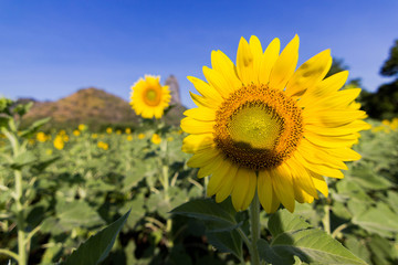 Obraz premium Closeup Beautiful of a Sunflower or Helianthus in Sunflower Field, Bright yellow sunflower Lopburi, Thailand