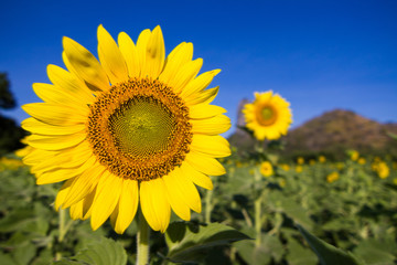 Fototapeta premium Closeup Beautiful of a Sunflower or Helianthus in Sunflower Field, Bright yellow sunflower Lopburi, Thailand