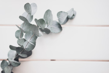 Eucalyptus on white table. Minimalism flat lay composition for bloggers, artists, social media, ...