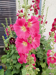 farbenfrohe Sommerblumen