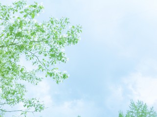 The branches of Apple trees against the sky. Bright spring background.