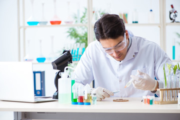 Fototapeta premium Male biochemist working in the lab on plants