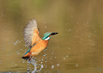 カワセミの水浴び