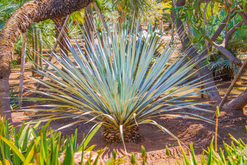 Agave plants in the open-air banana garden. Marrakech, Morocco, Africa
