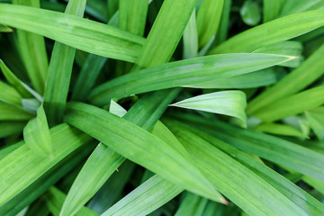 Obraz premium Group green pandan leaves or Pandanus amaryllifolius