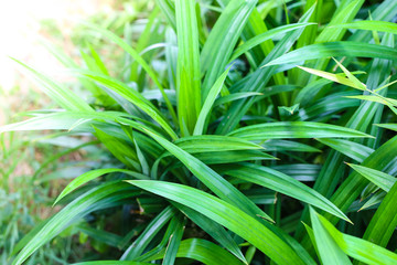 Group green pandan leaves or Pandanus amaryllifolius