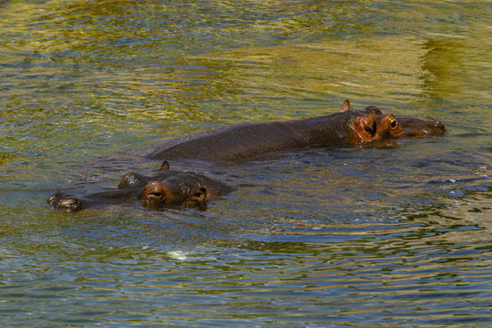 Large Hippopotamus (Hippopotamus Amphibius) bathing in water. Outdoor in summer.