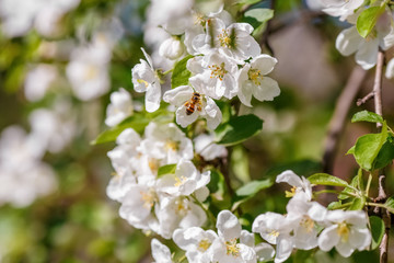 Bee pollinating branch of spring apple tree with white flowers