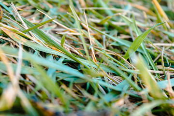 macro shot of grass in a field