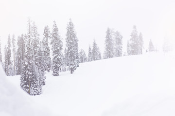 Snowy covered trees on a mountain 