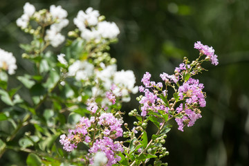 Close up Pink mix white Tabebuia rosea blossom