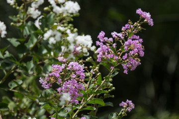 Close up Pink mix white Tabebuia rosea blossom