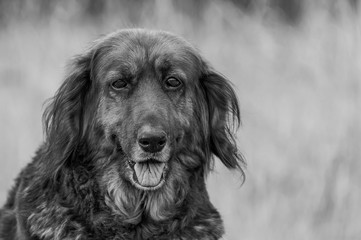 Shaggy Dog Portrait