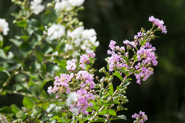 Close up Pink mix white Tabebuia rosea blossom