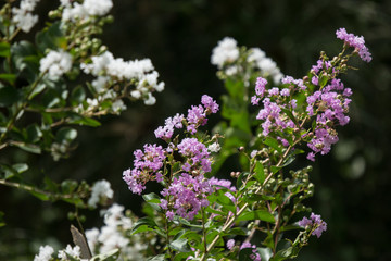 Close up Pink mix white Tabebuia rosea blossom