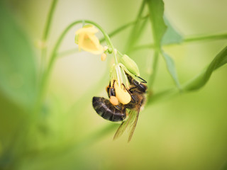 A bee collects pollen from the flower of the honey