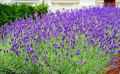 Naklejka premium Lavendelbeet ( Lavandula angustfolia )