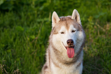 Close-up image of beautiful dog breed siberian husky sitting in the field on a sunny day. Portrait of friendly husky dog on green grass background