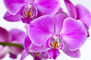 Fototapeta na wymiar Beautiful pink Phalaenopsis orchid flowers, isolated on white background with soft focus and blur. idea concept design .