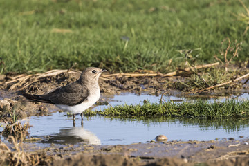 Pequeña ave Canastera común (Glareola pratincola) posada en un pequeño charco, entre agua, tierra y hierba.